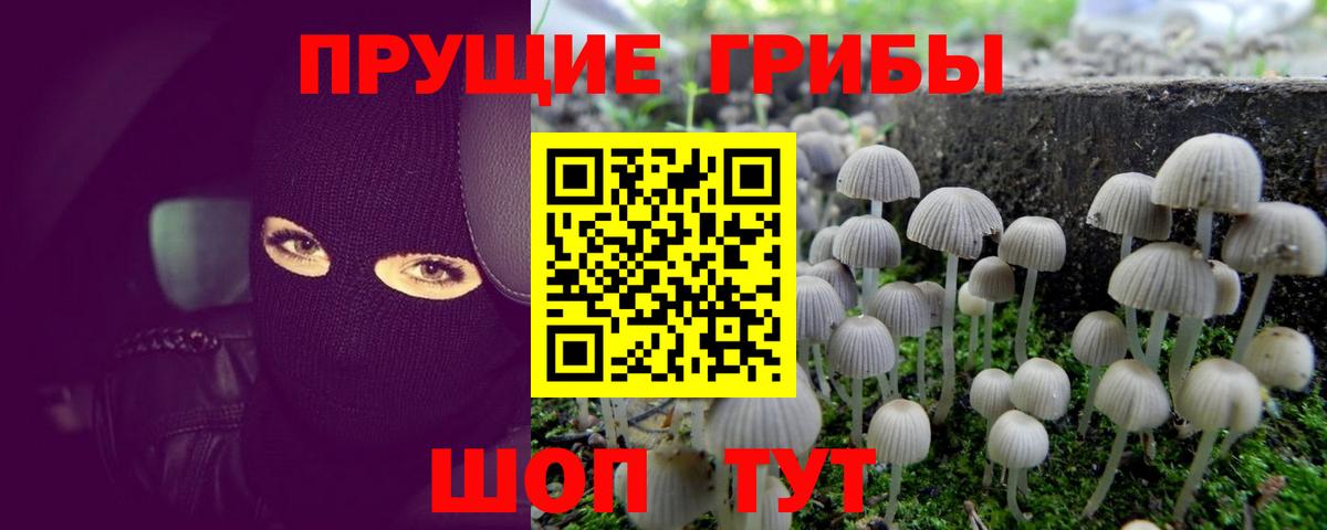 Псилоцибиновые грибы прущие грибы Мирный